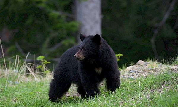 Afternoon/Evening with the Bears - Land Rover Scenic Tour