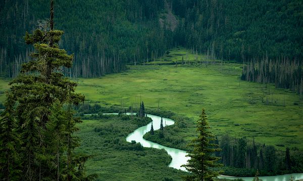 Moose Valley Experience - Land Rover Scenic Tour