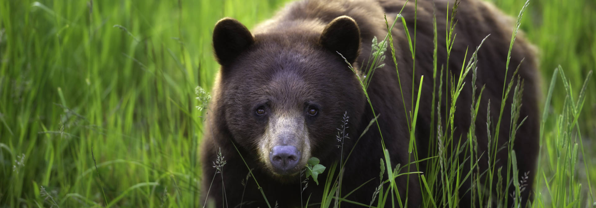 Whistler Bear Tours
