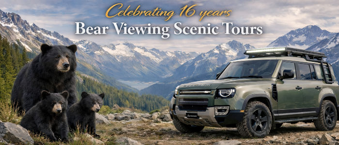 Celebrating 16 Years Bear Viewing Scenic Tours